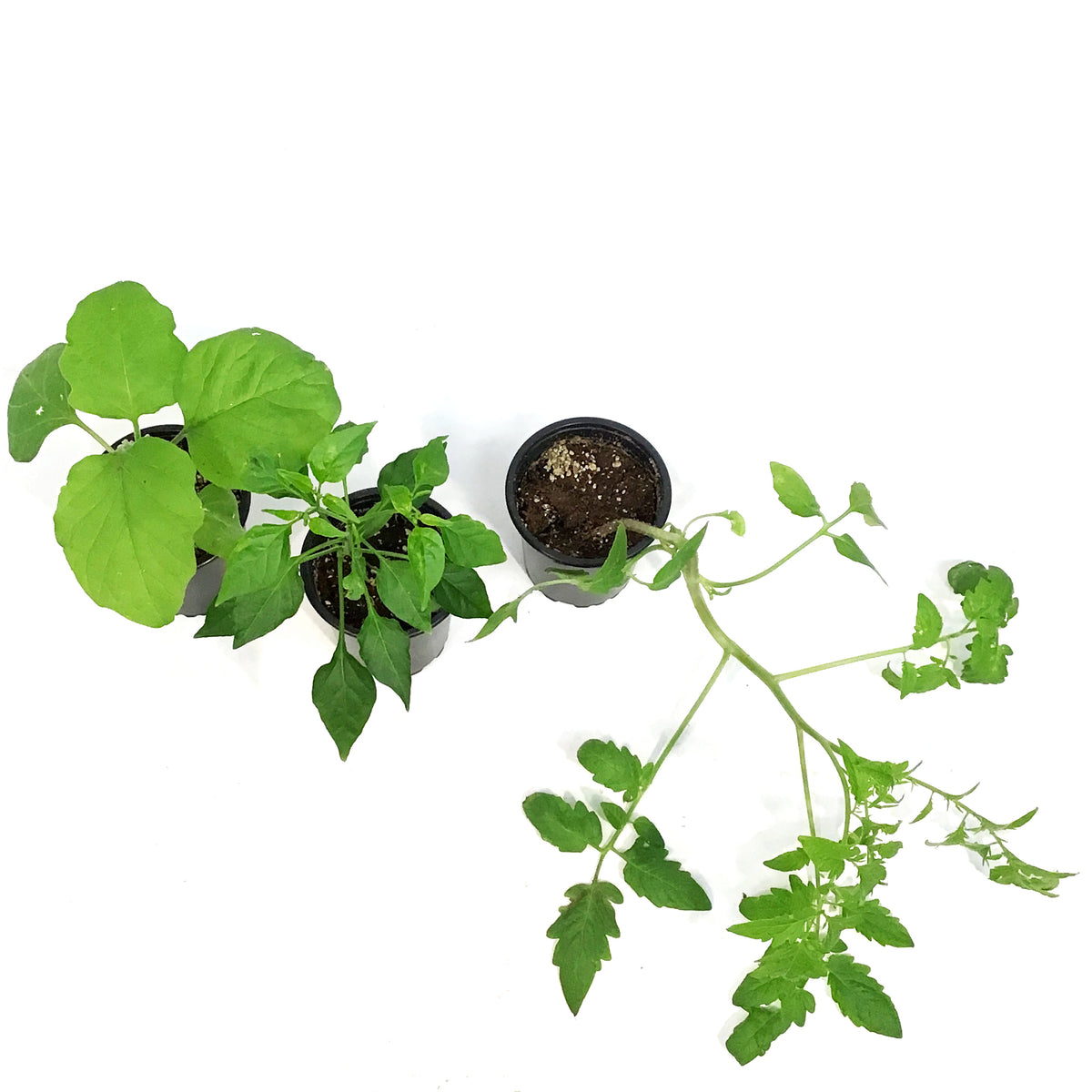 Vegetable, 3.5in, Potted, Assorted