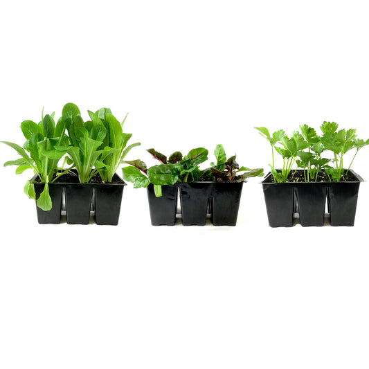 Vegetable, 6pk, Assorted