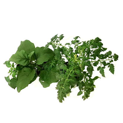 Vegetable, 1gal, Potted, Assorted