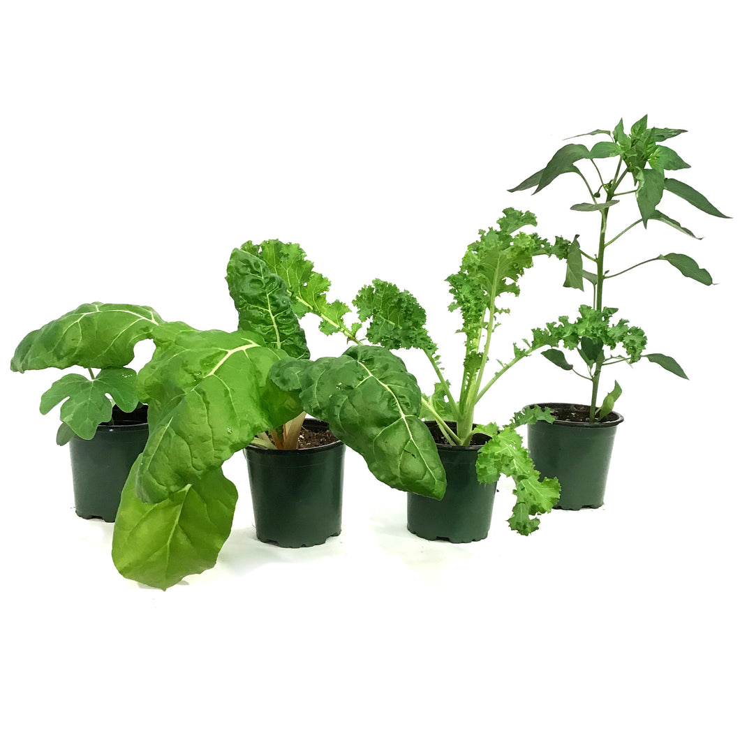 Vegetable, 4in, Potted, Assorted