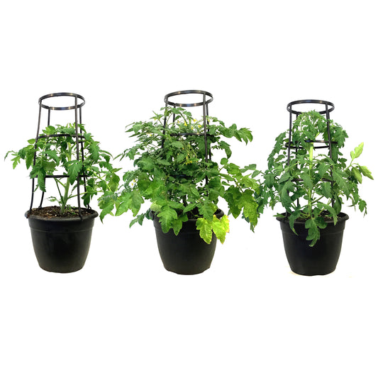 Vegetable, 12in, Assorted w/ Cage