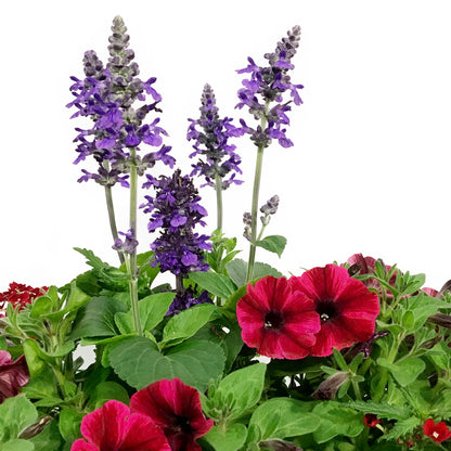 Window Box, 24in,Planter, Assorted