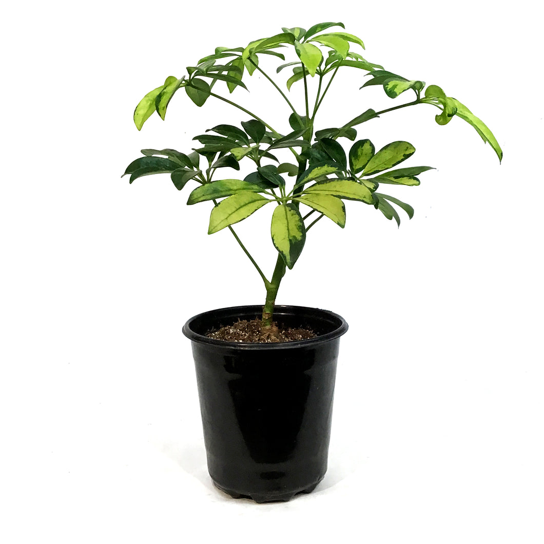 schefflera arboricola trine Schefflera, 1 Gal, Arboricola Trinette Bush – Floral Acres Greenhouse & Garden Centre