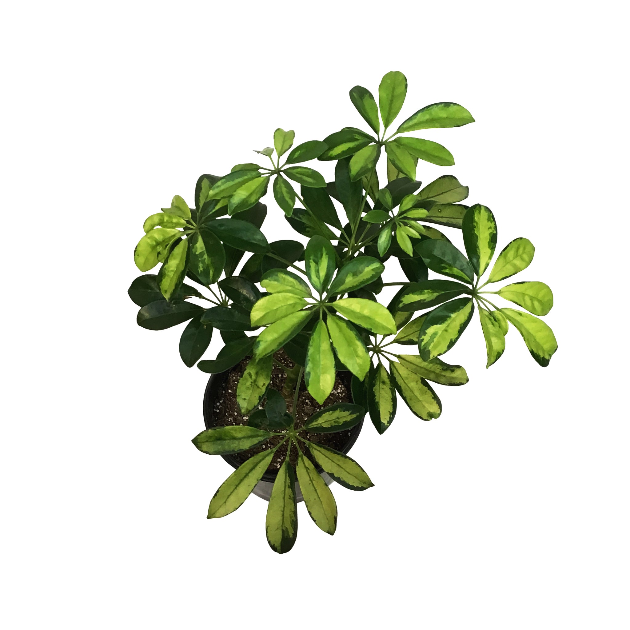 schefflera arboricola trine Schefflera, 1 Gal, Arboricola Trinette Bush – Floral Acres Greenhouse & Garden Centre