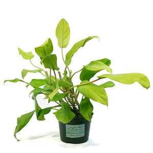 Philodendron, 6in, Malaya Gold