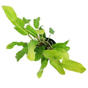 Philodendron, 6in, Malaya Gold