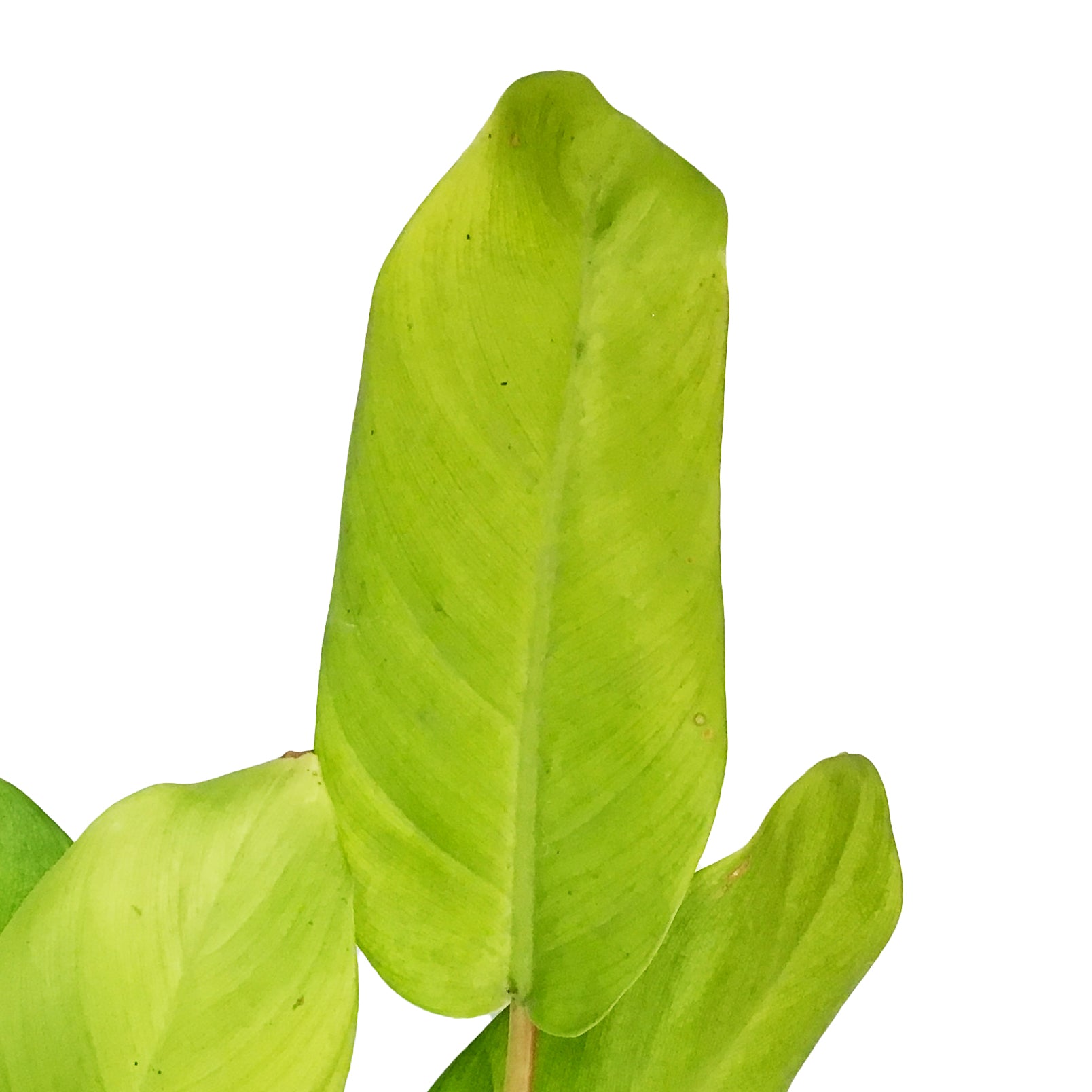 philodendron mayala gold Philodendron, 6in, Malaya Gold