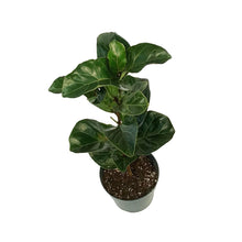 Load image into Gallery viewer, Ficus, 6in, Lyrata Little Sunshine
