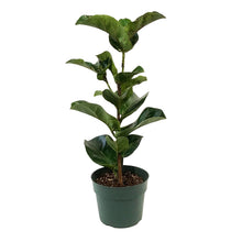 Load image into Gallery viewer, Ficus, 6in, Lyrata Little Sunshine
