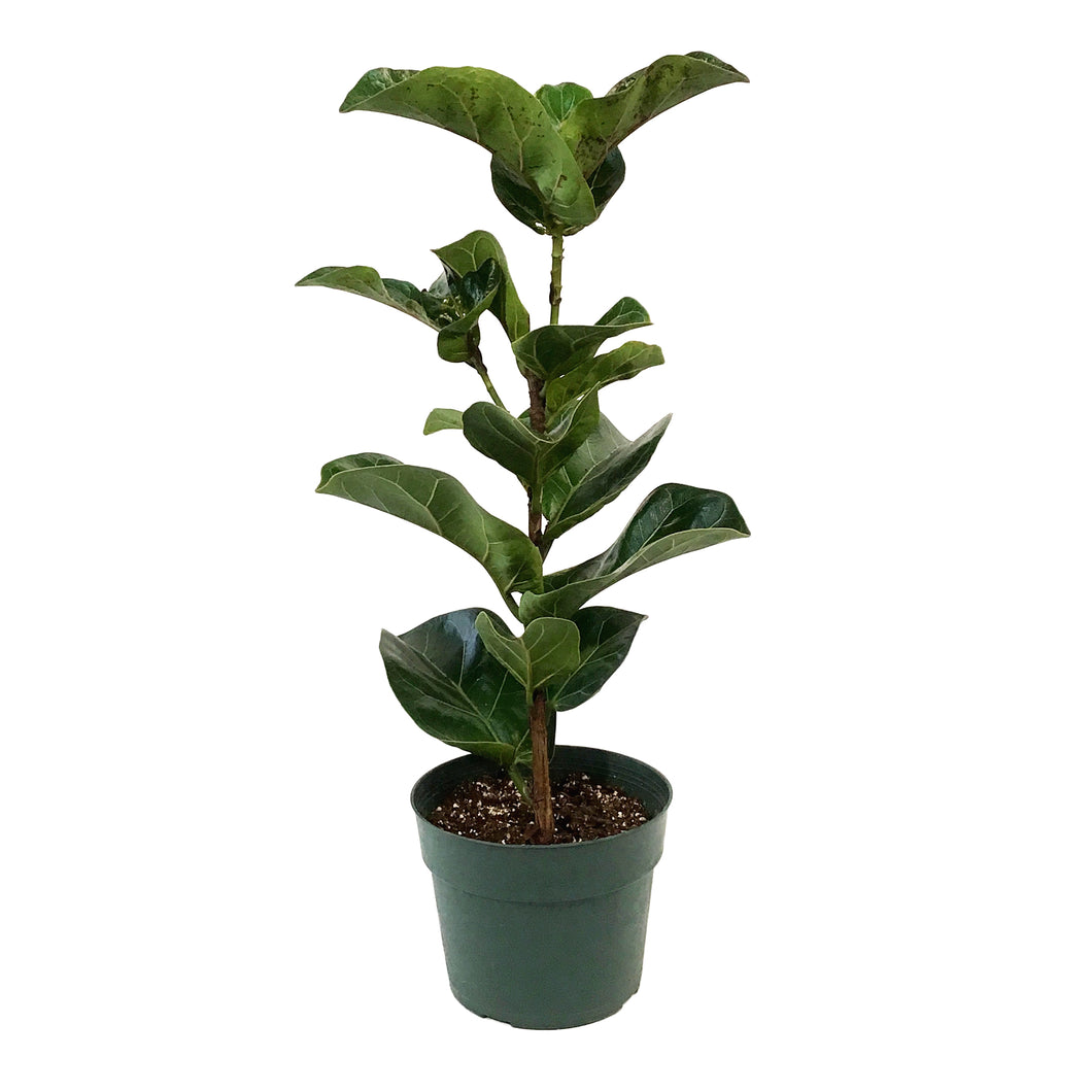 Ficus, 6in, Lyrata Little Sunshine