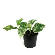 Pothos, 4in, Marble Queen