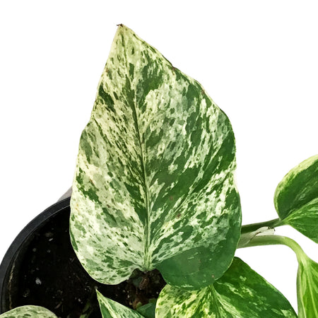 Pothos, 4in, Marble Queen