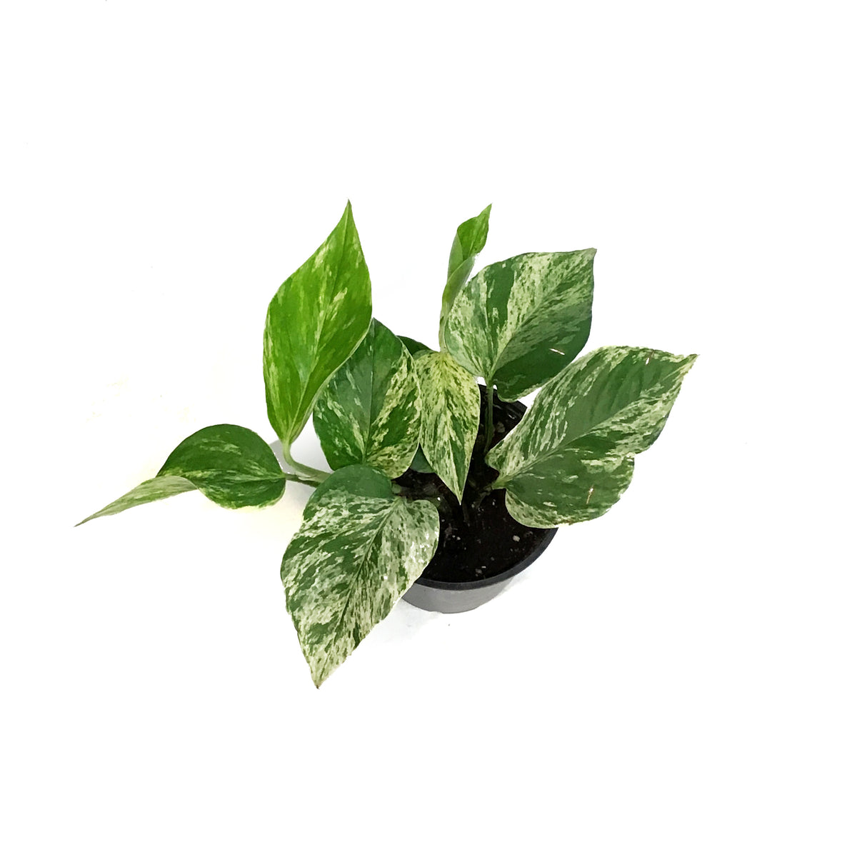Pothos, 4in, Marble Queen