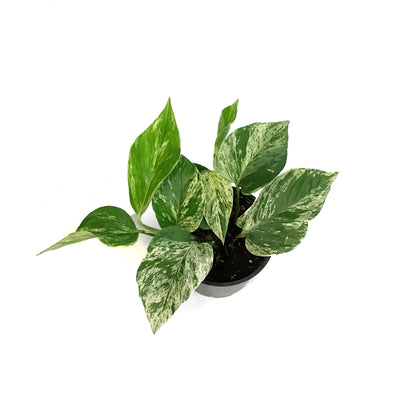 Pothos, 4in, Marble Queen