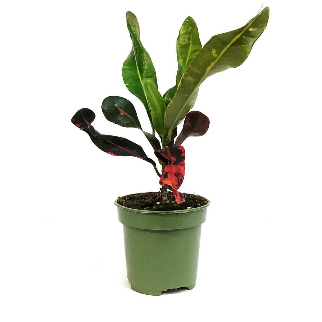 Croton, 4in, Mammy