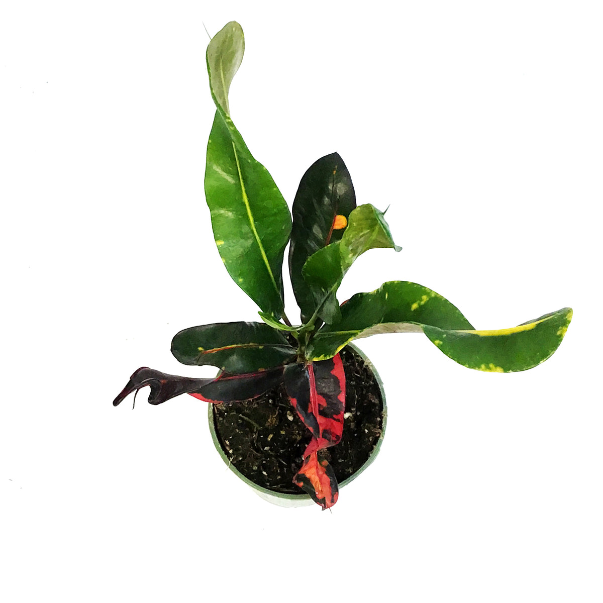 Croton, 4in, Mammy