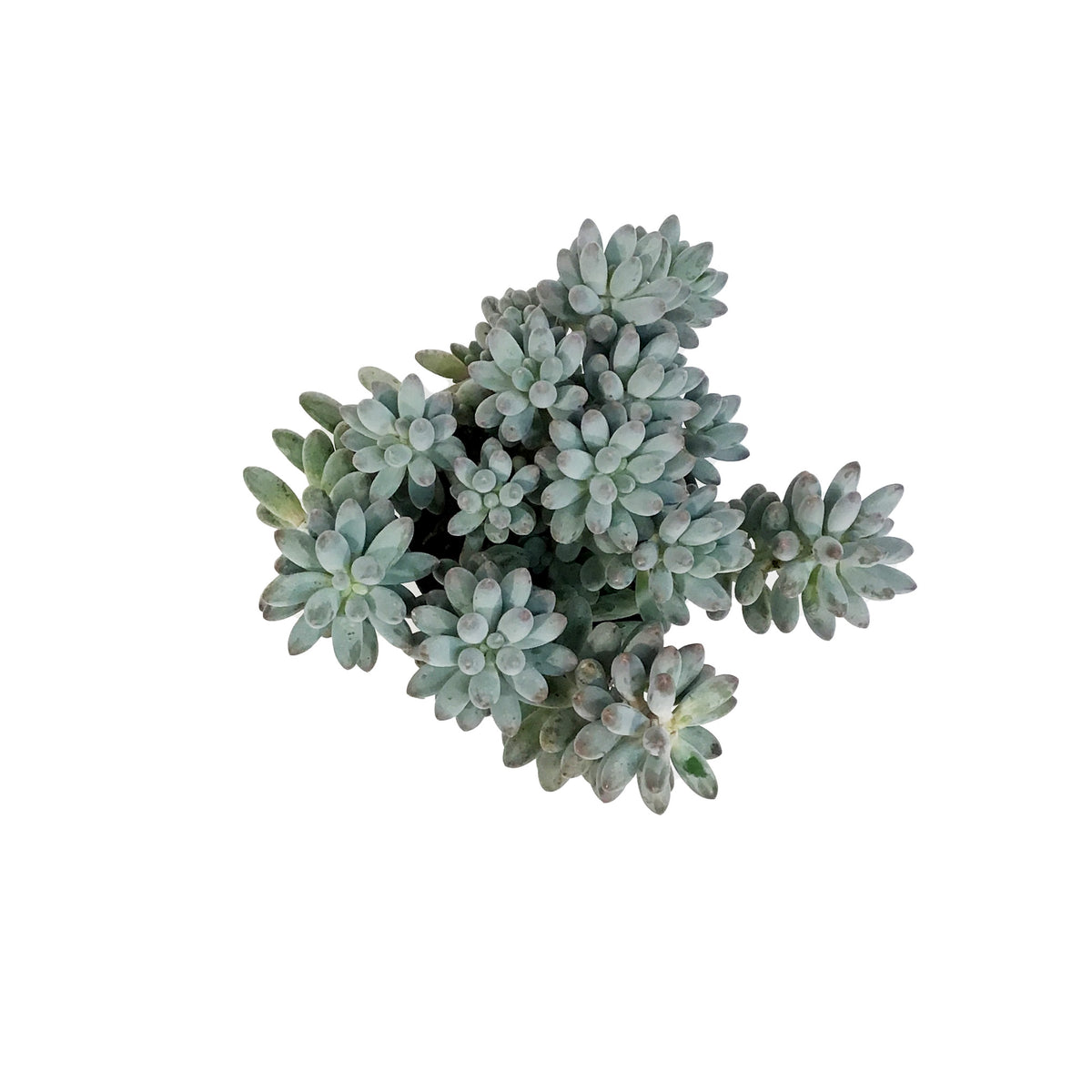 Succulent, 3.5in, Pachyphytum Macho