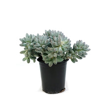 Load image into Gallery viewer, Succulent, 3.5in, Pachyphytum Macho

