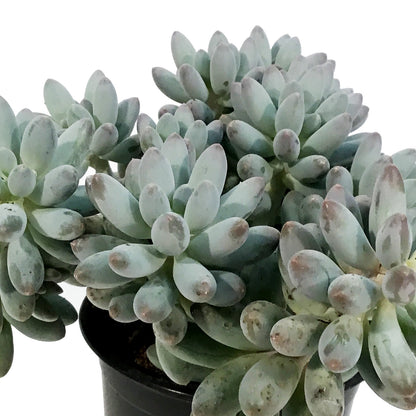 Succulent, 3.5in, Pachyphytum Macho