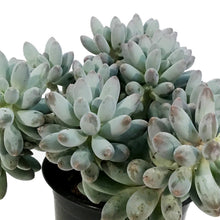 Load image into Gallery viewer, Succulent, 3.5in, Pachyphytum Macho
