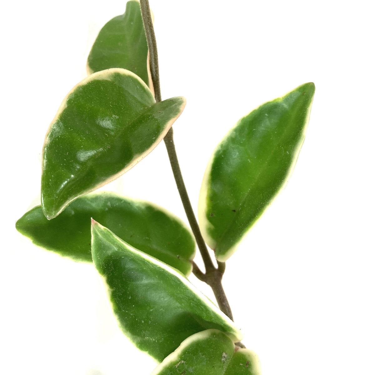 Hoya, 4in, Carnosa Krimson Queen