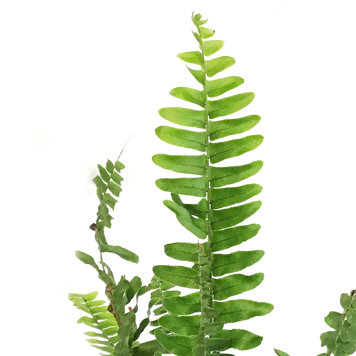 Fern, 6.5in Hanging Basket, Boston True Massii