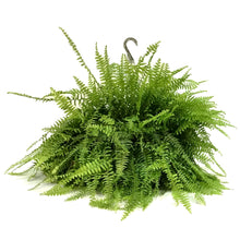 Load image into Gallery viewer, Hanging Basket, 10in, Boston Fern
