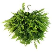 Load image into Gallery viewer, Hanging Basket, 10in, Boston Fern
