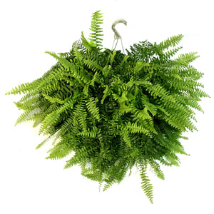 Hanging Basket, 10in, Boston Fern