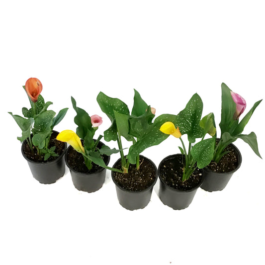 Annual, 1gal, Calla, Assorted