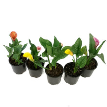 Load image into Gallery viewer, Annual, 1gal, Calla, Assorted
