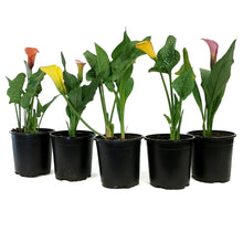 Load image into Gallery viewer, Annual, 1gal, Calla, Assorted
