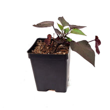 Load image into Gallery viewer, Ipomoea, 5in, Kaukura
