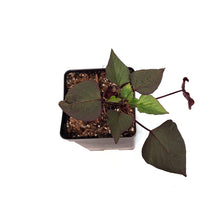 Load image into Gallery viewer, Ipomoea, 5in, Kaukura
