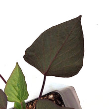 Load image into Gallery viewer, Ipomoea, 5in, Kaukura
