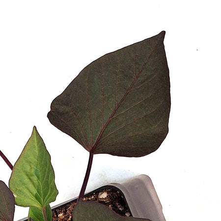 Ipomoea, 5in, Kaukura