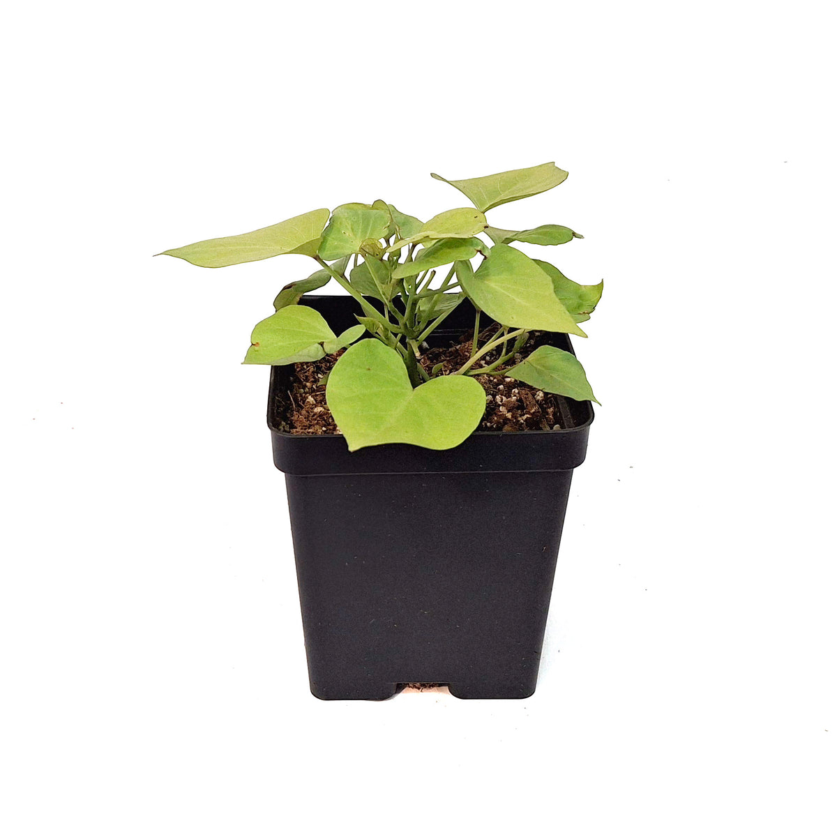 Ipomoea, 5in, Makatea