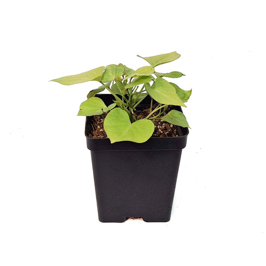 Ipomoea, 5in, Makatea