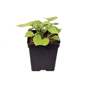 Ipomoea, 5in, Makatea