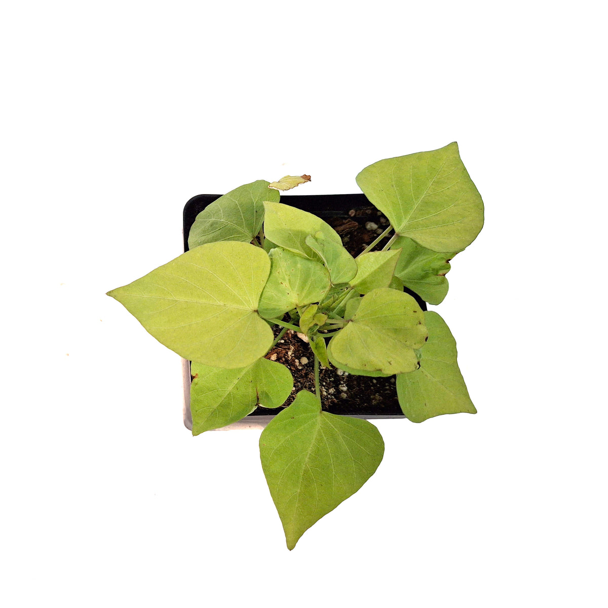Ipomoea, 5in, Makatea