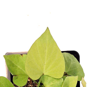 Ipomoea, 5in, Makatea
