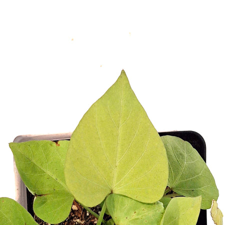 Ipomoea, 5in, Makatea
