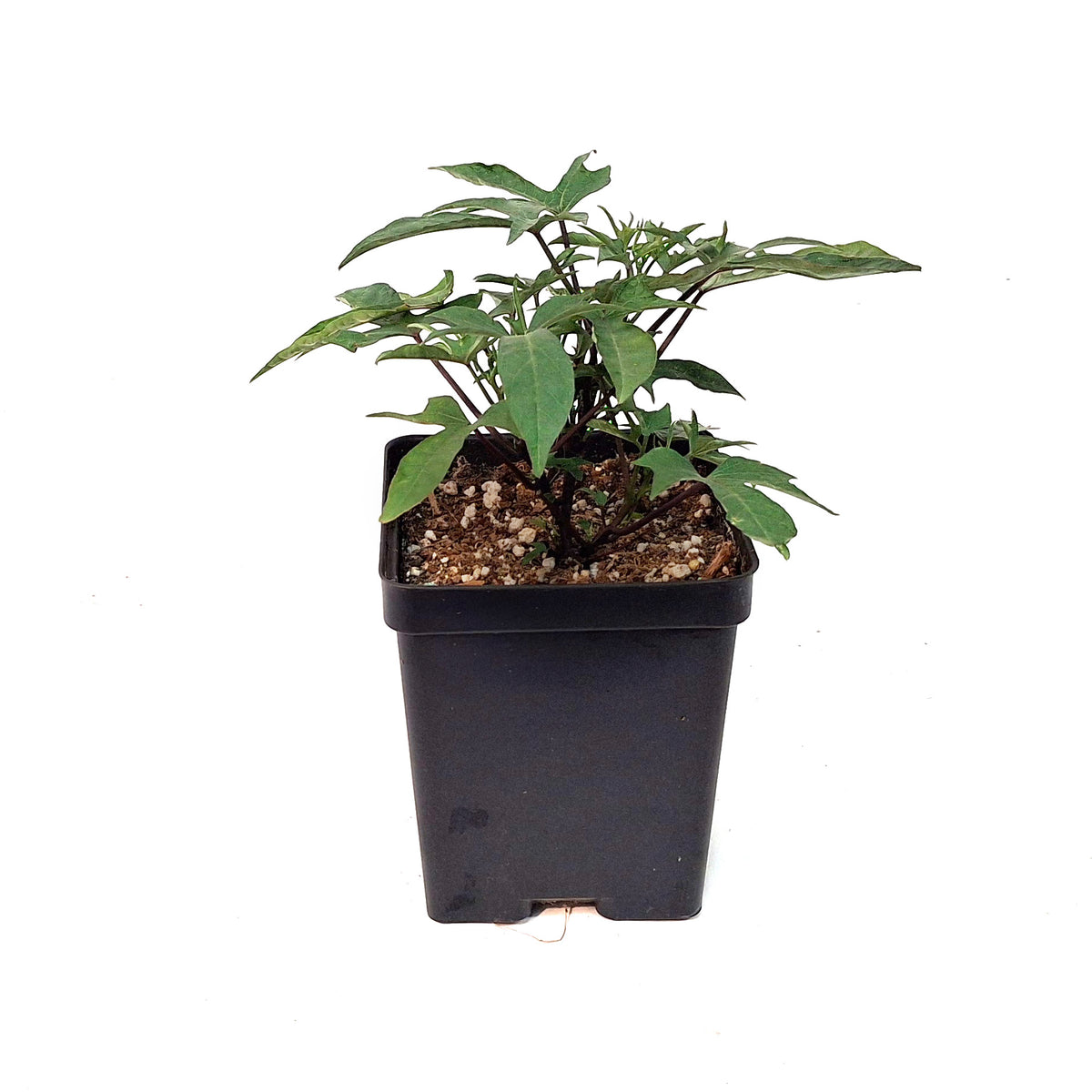 Ipomoea, 5in, Tahiti