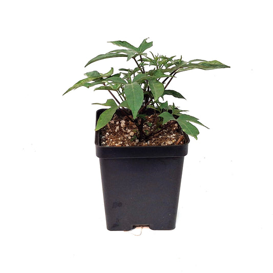 Ipomoea, 5in, Tahiti