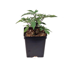 Load image into Gallery viewer, Ipomoea, 5in, Tahiti
