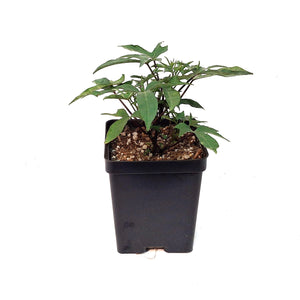 Ipomoea, 5in, Tahiti