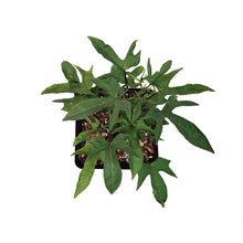 Load image into Gallery viewer, Ipomoea, 5in, Tahiti
