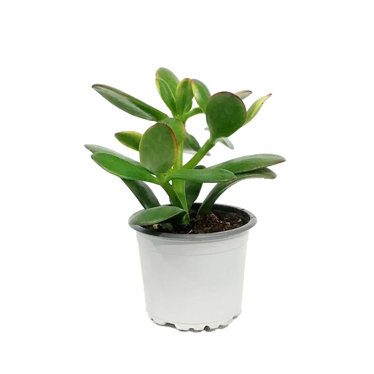 Succulent, 3.5in, Crassula New Sunset
