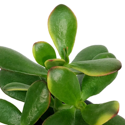 Succulent, 3.5in, Crassula New Sunset