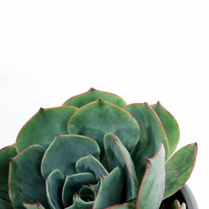 Succulent, 3.5in, Echeveria Amistar